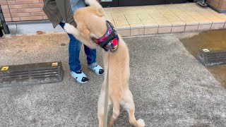 Golden retriever puppy Bisuke whose expression of affection for a female doctor is too intense