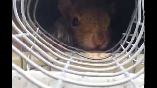 Squirrel One Way Tunnel | Repairs South Brunswick NJ 732-309-4209