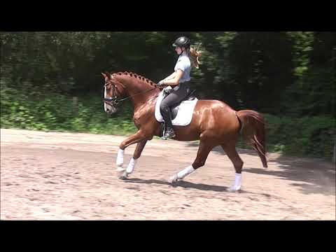 PARTOUT 6j. Pilothago - Balou du Rouet VB 15.000,- Euro