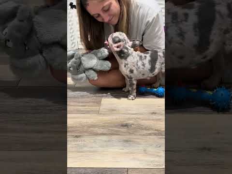 Video 3