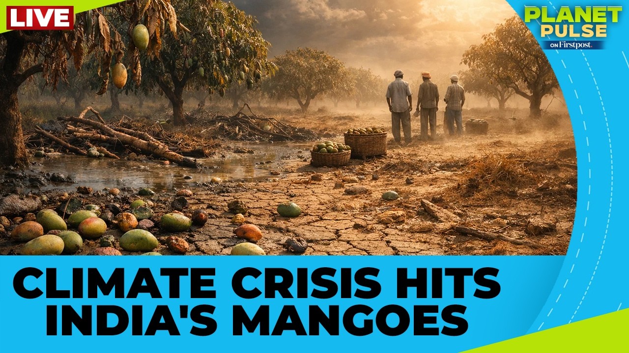 LIVE: Here's How Climate Change Is Putting India’s Mangoes at Risk | Planet Pulse | N18G