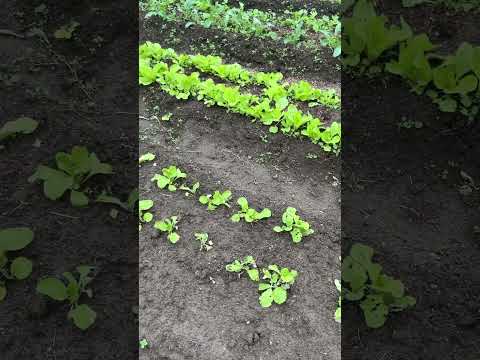 菜園の境界線か天然石か？選択してください。  庭園