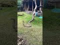 11-Ft King Cobra Dragged From Under Bed In Dramatic Capture #shorts