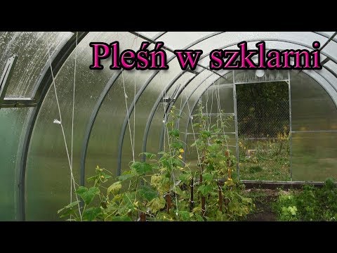 Ogrodowe pierdamony 37 - pleśń w szklarni