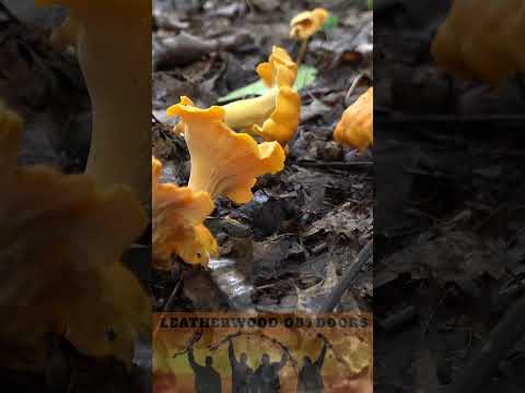 Chanterelle Mushroom How To Find Harvest Clean Cook and Eat!