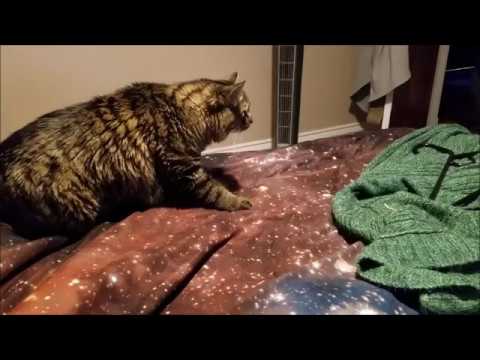 I Put SpongeBob Music Over Our Cat Inspecting A Sweater