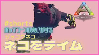『1分ARK』猫（ジャコウネコの一種）をテイム！　#Shorts 恐竜追加MOD/ARK