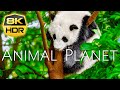 Animal Planet 8K HDR Ultra HD | Over 100 Amazing Animals with Nature Sounds