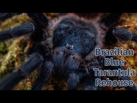 Pterinopelma sazimai / Lasiocyano sazimai (Brazilian Blue) — presádzanie a chov (Ad's Arachnids)