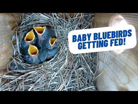Baby Bluebirds Getting Fed Compilation