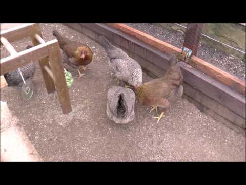 The Crofts Hens - Guide to Feeding Chickens