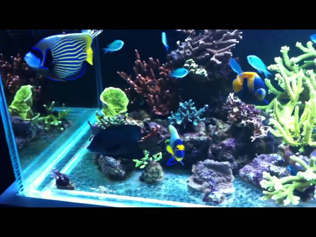 Speed's SPS Reef Tank