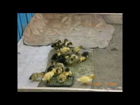 Satul Ranzesti Comuna Falciu Judetul Vaslui