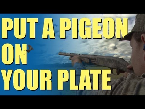 Fieldsports Britain – Pigeon shooting perfection + recipe Fieldsports Britain – Pigeon shooting perfection + recipe