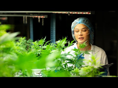 How to Get a Medical Marijuana Card in MA via Telemedicine