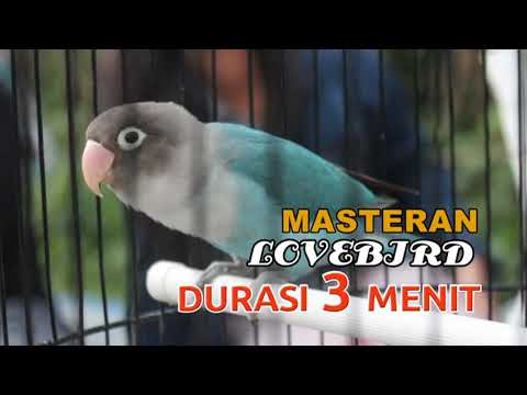 download lagu mp3 mp4 Masteran Lovebird Durasi Panjang, download mp3 Masteran Lovebird Durasi Panjang free download mp3, download mp3 Masteran Lovebird Durasi Panjang