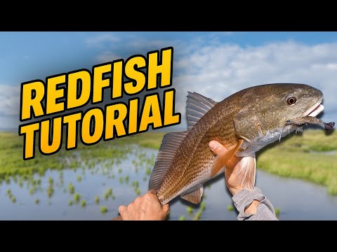 How to find and catch Redfish!