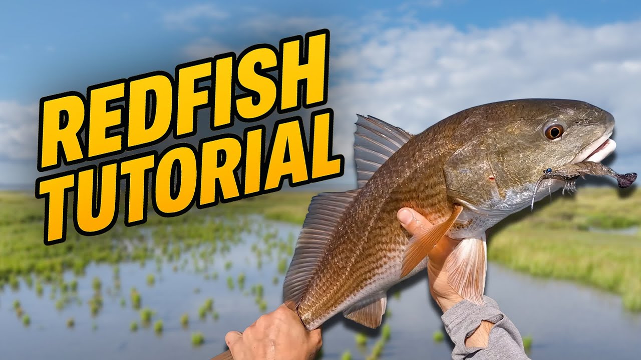 How to find and catch Redfish!