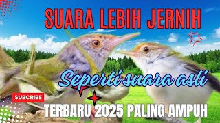 Download lagu Suara Pikat PRENJAK LUMUT Terbaru 2025 Terbukti Ampuh. mp3