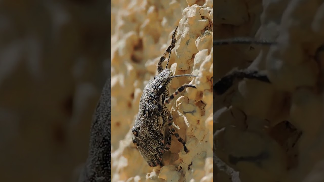 Rough Stink Bug(Brochymena)