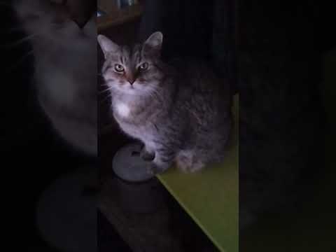 I Love Your Smile by Shanice