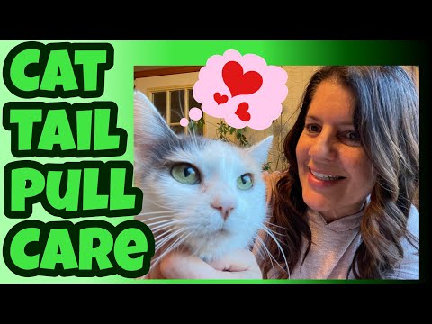 CAT TAIL PULL INJURY 6 YEAR UPDATE 😺 SPECIAL NEEDS CARE ROUTINE FOR BROKEN TAIL INCONTINENT CAT