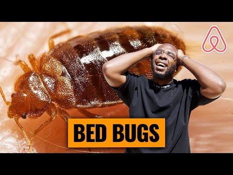 How to deal with bed bugs at your Airbnb | FREE GEM FRIDAYS