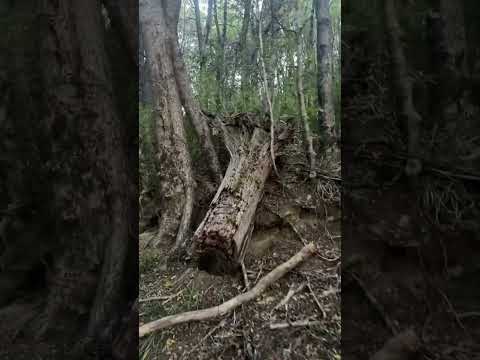 Camino aguas blancas alto re alto bio bio