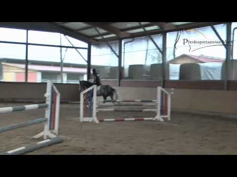 Carlo *2010 www.pferdesportservice.de - Hunter