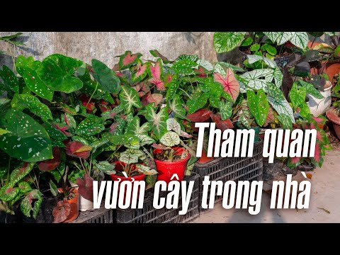 , title : 'Tham quan vườn cây trong nhà, nhiều cây đẹp, đắt tiền'