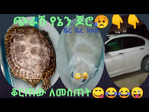 ጆሮዬ ላይ ለአይጥ ቆርጠን እንሰጣለን በማለት  ከኋላ ለቀዋል😛😂😂😋