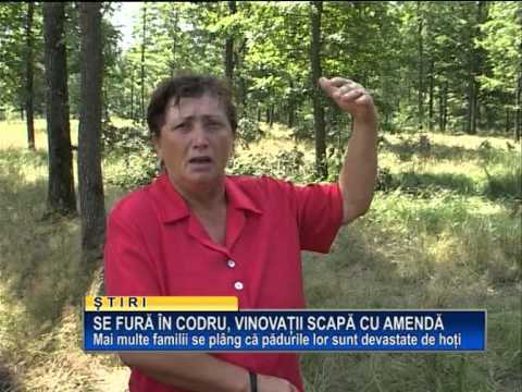 Se fura in codru, vinovatii scapa cu amenda