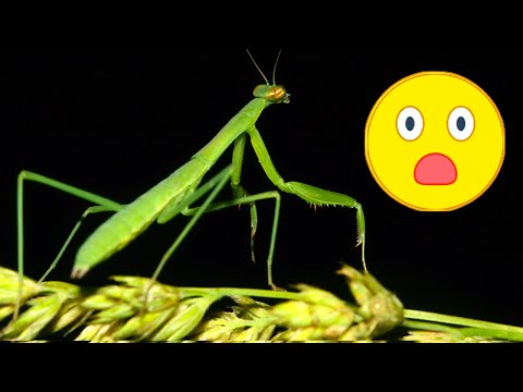 Convergent Evolution at its Best!