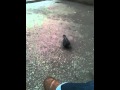 Mavis and roger sexiest pigeons ever!!!