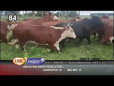 Lote 35 Vacas  en Santa Rosa, Corrientes