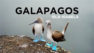 GALAPAGOS: ISLA ISABELA is het PARADIJS - Travel Vlog met ALLE dieren in 4K