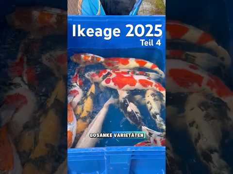 Ki Utsuri Umsetzung Teil 4