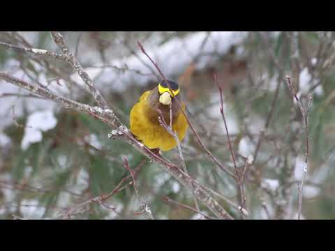 Evening Grosbeaks