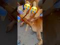 Sad Animals Eid Bakra Cow Qurbani Camel Ziba Sacrifice Bari Eiduladha