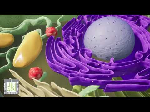 فيديو تعليمي