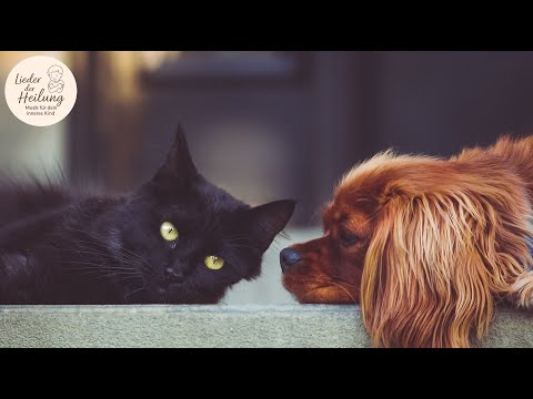 A song for my heart on four paws – a musical declaration of love to our soulmates