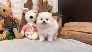 Video preview image #1 Pomeranian Puppy For Sale in SAN JOSE, CA, USA