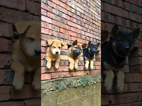 Smart Dog Training! 😍