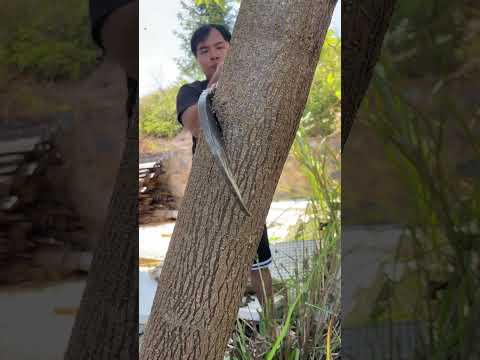 All-steel forged handmade hatchet, sharp and durable #chopping wood artifact #chop #logging #bamboo