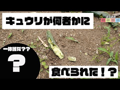 ネズミが鶏の種を食べないようにするために何ができるでしょうか?シンプルだが効果的な 8 つのヒント  庭園