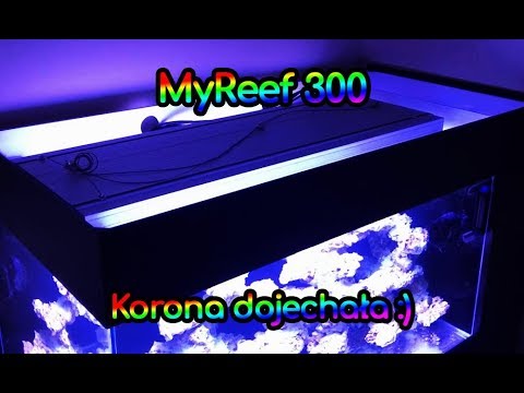 (108) MyReef 300 / Korona dojechała - Akwarium morskie - Reef aquarium