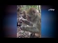 Best of lekan king Kong pt12 the monkey and the dog #nigeriancomedy #latest