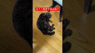 it's a cat.猫だらけ。動かない猫。#多頭飼い #黒猫#保護猫 #猫のいる暮らし #ねこのいる生活 #kitten