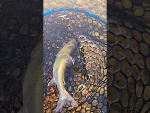 See ya later bud! #catchandrelease #shorts #fishing