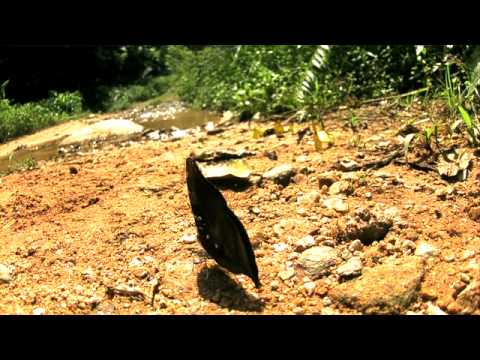 イワサキコノハの飛翔  700fps